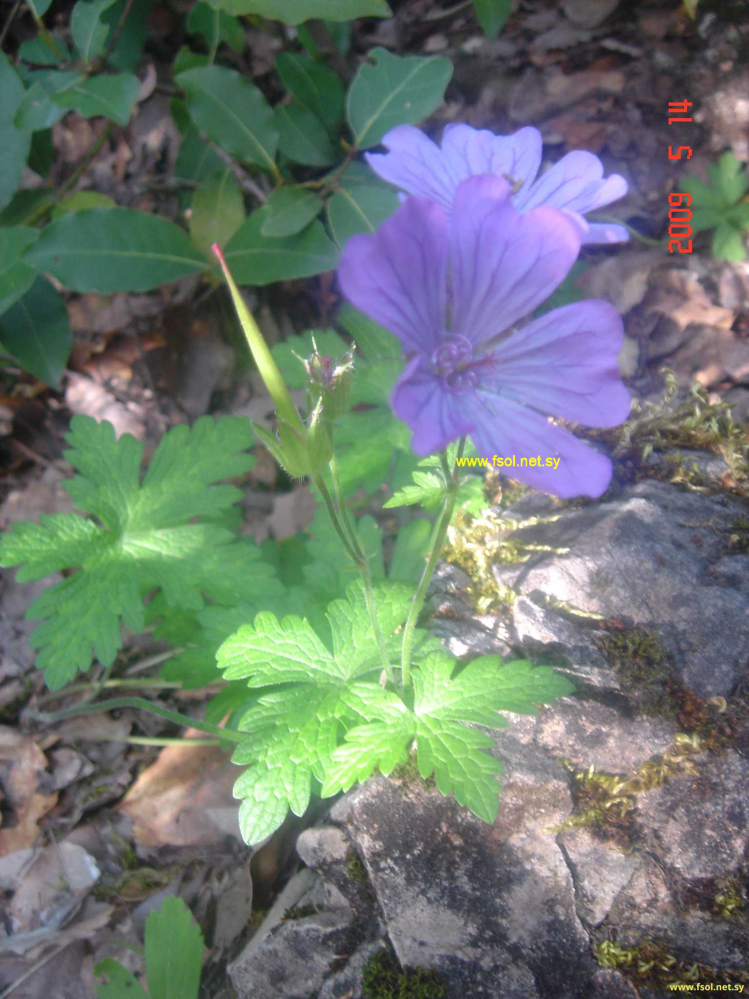 Geranium libani Davis